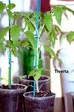Tiverta 4.webp