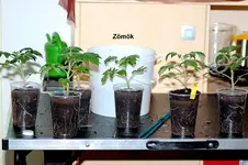 Zömök 3.webp