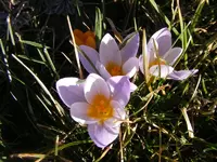 Helllila Krokusse 23.2.2014.webp