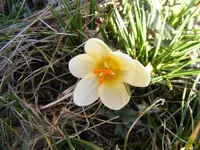 Krokus creme 23.2.2014.webp
