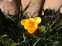 Krokus gelb 23.2.2014.webp