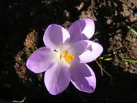 Krokus makro.webp