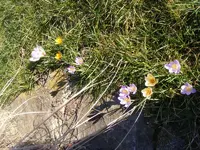 Krokusse am Teich.webp