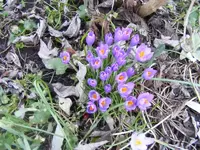Krokusse im Beet 23.2.2014.webp