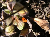 Käfer1.webp