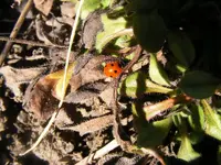 Käfer3.webp