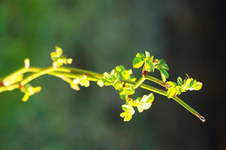 Wildrose_erste Triebe_23022014_900.webp
