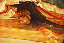 das Innere eines Kirschbaumes_640.webp