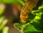 pupated brimstone butterfly2_640.JPG