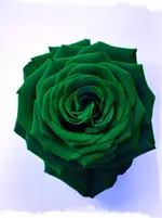 rose5.webp
