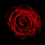 schwarzerose.webp