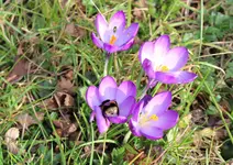 IMG_0499 - 2014-02-23 - hummelkönigin krokusse.webp