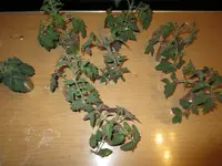 K1600_IMG_0099.webp