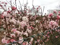 CIMG6831.webp