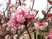 CIMG6834.webp