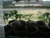 DSCF7599.webp