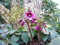 mary lou.webp