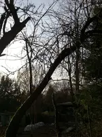 Apfelbaum%202.webp Apfelbaum%202.webp