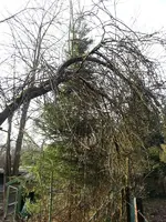 Apfelbaum%203.webp Apfelbaum%203.webp