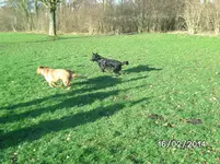 Anka (2).webp