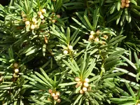 Thuja_96a_Detail.webp