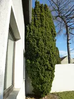 Thuja_96b.webp