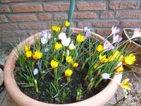 Krokusse 2.webp