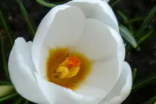 Krokusse 2a.webp