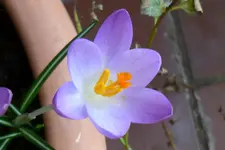 Krokusse 2b.webp