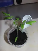 2014-02-23 Linda.webp