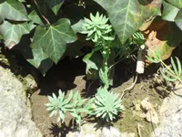 SAM_3009.webp