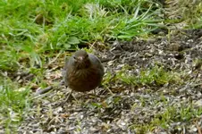 Amsel_0004.webp