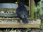 Amsel_0007.JPG