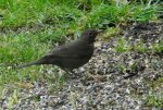 Amsel_0009.JPG