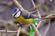 Blaumeise_9.webp