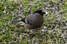 Dompfaff_0008_19.webp