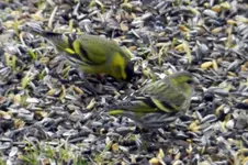 Erlenzeisig_0029.webp