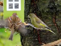 Grünfink-Spatz_0001.webp