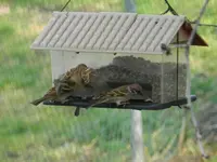 Spatz_0003.webp