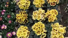 011.webp