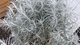 010.webp
