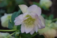 DSC08151.webp