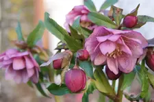 DSC08160.webp