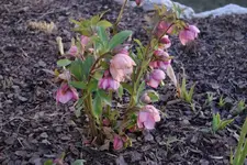 DSC08161.webp