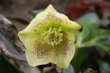 DSC08145.webp