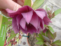 CIMG5176.webp