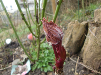 CIMG5214.webp