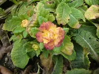 CIMG5277.webp