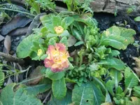 CIMG5323.webp
