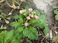 CIMG5187.webp